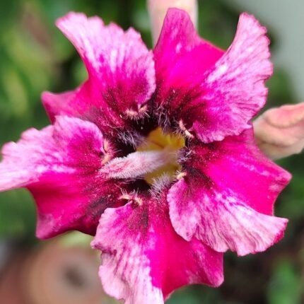 Adenium Wahida (Single Petal Red and White)