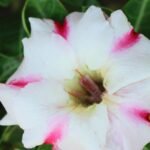 Adenium Anushka Grafted (Single Petal Pink White)