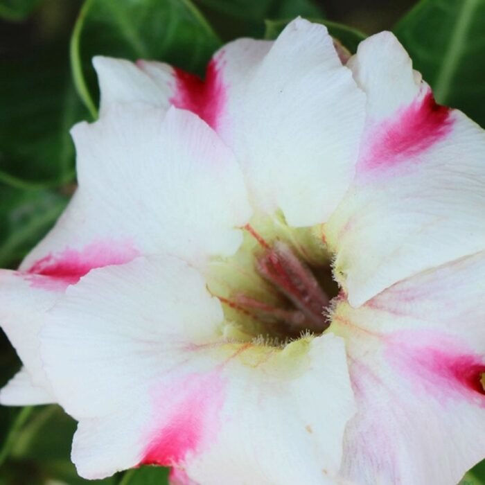 Adenium Anushka Grafted (Single Petal Pink White) - Image 1
