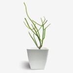 Pencil Cactus / Euphorbia Tirucalli - Image 3