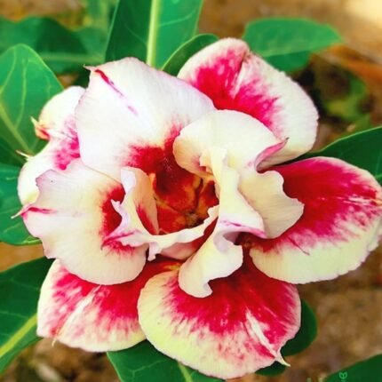 Adenium Zeenat (Triple Petal Double Colour)