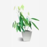 Tej Patta / True Cinnamon / Bay Leaf Plant