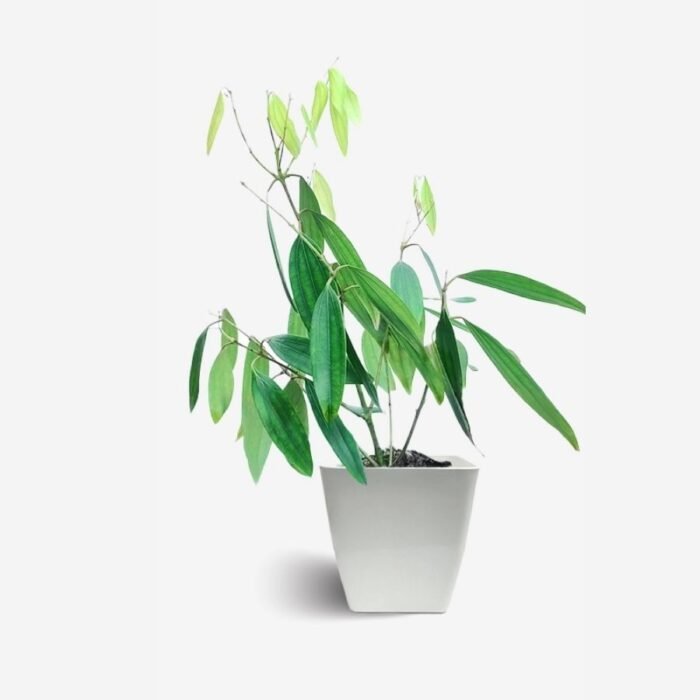 Tej Patta / True Cinnamon / Bay Leaf Plant - Image 1