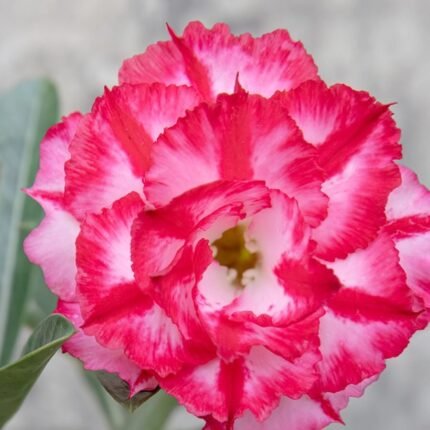 Adenium Rosy Grafted (Red & White)