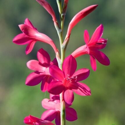 Tritonia Bulb Pink