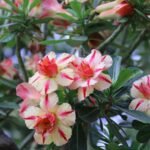 Adenium Shilpa Grafted (Double Petal Soft Yellow & Pink)