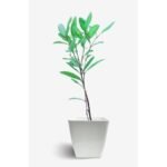 Adenium Zeenat (Triple Petal Double Colour) - Image 2