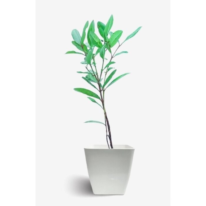 Adenium Zeenat (Triple Petal Double Colour) - Image 2