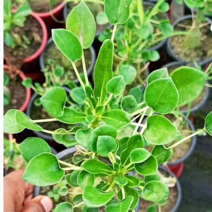 Adenium Kriti Grafted (Oval Shape Leaf)