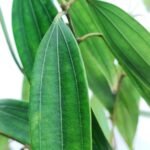 Tej Patta / True Cinnamon / Bay Leaf Plant - Image 2