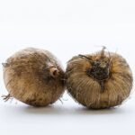 Tritonia Bulb Pink - Image 2