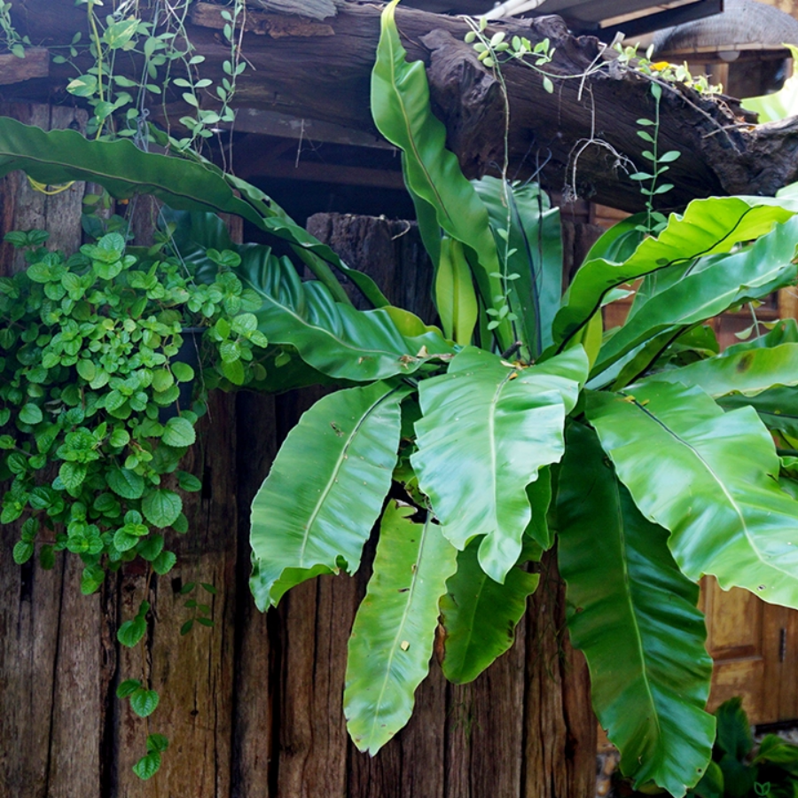 37 Bird Nest Fern (Sapling) - Image 1