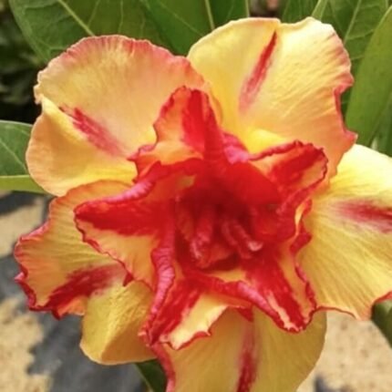 Adenium Sonam Grafted (Double Petal Yellow & Red)