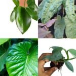 Philodendron Plant (Combo of 4)