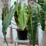 Philodendron Billietiae Plant