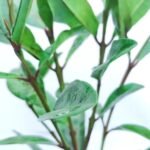 All Spice Garam Masala Plant - Image 2