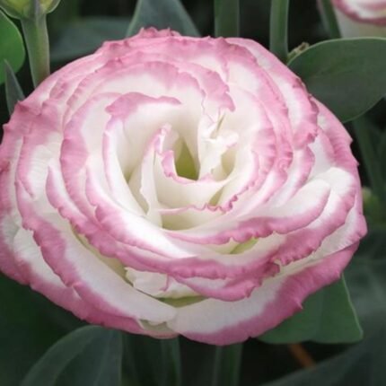 Lisianthus / Eustoma / Nandini Flower Plant (Sapling) Any color (1pcs)