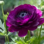 Purple Ranunculus / Buttercup Flower Bulb