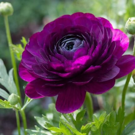 Purple Ranunculus / Buttercup Flower Bulb