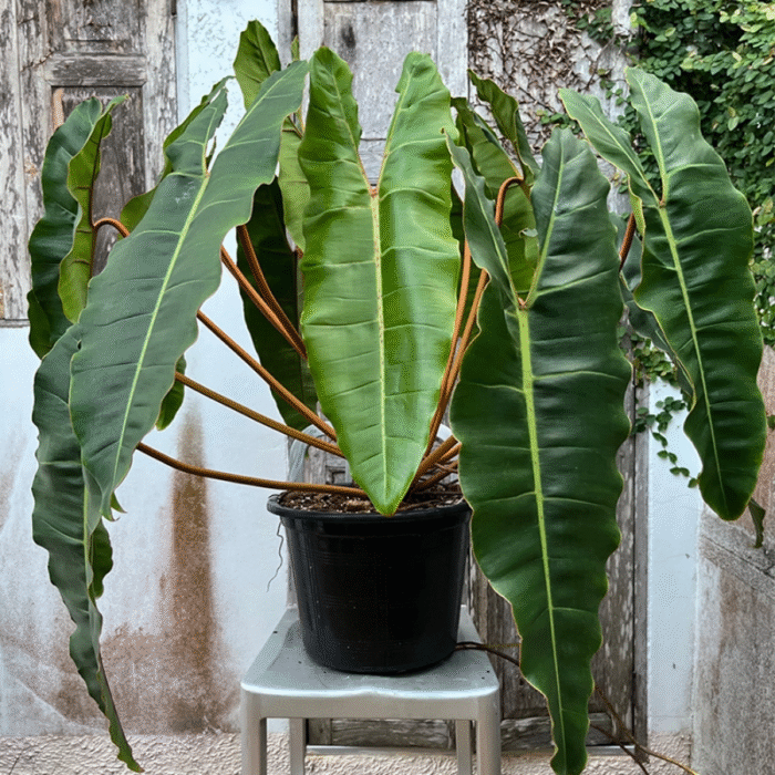 Philodendron Billietiae Plant - Image 1