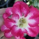 Adenium Kangana Grafted (Triple Petal Dark Pink)