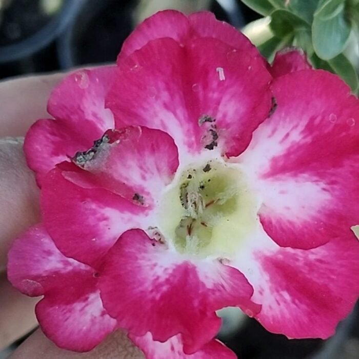 Adenium Kangana Grafted (Triple Petal Dark Pink) - Image 1