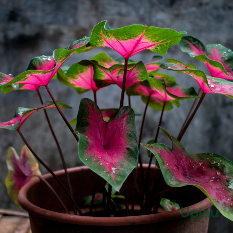 39 Caladium Bleeding Heart Bulbs - Image 1