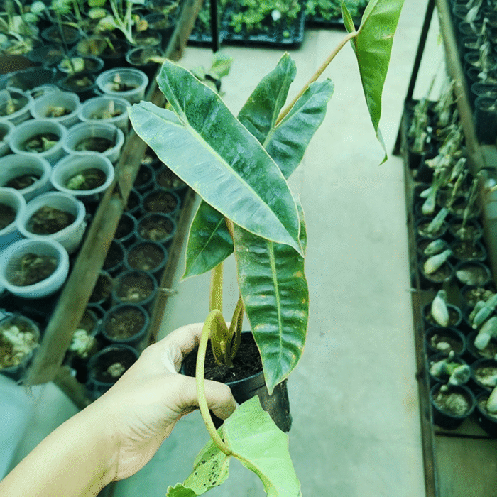 Philodendron Billietiae Plant - Image 2