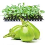 Desi Round Green Brinjal Seeds | High Germination & Yield Baingan | Terrace Gardening - Image 4