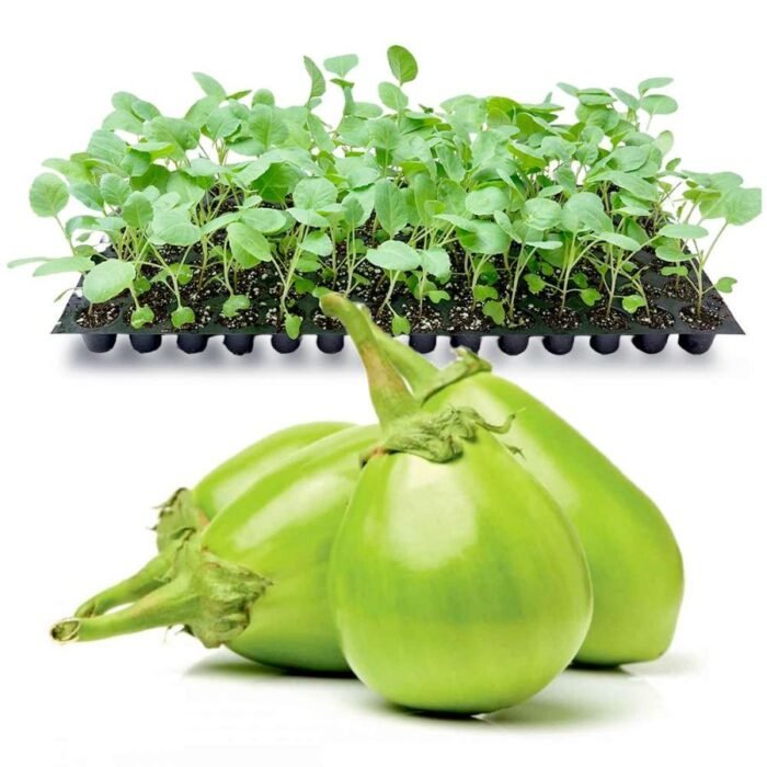 Desi Round Green Brinjal Seeds | High Germination & Yield Baingan | Terrace Gardening - Image 4