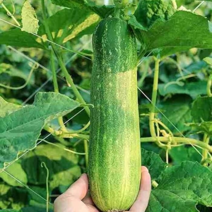 Desi Cucumber (Kheera) F1 Hybrid Seeds |  Easy to Grow | High Yield Seeds - Image 4