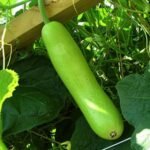 Bottle Gourd Lauki Long F1 Hybrid Seeds | High Germination & Yield Ghiya | Terrace Gardening - Image 4