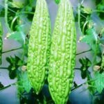 Bitter Gourd Karela Long F1 Hybrid Seeds | High Yield & Germination | Home Gardening - Image 3