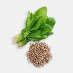 Spinach (Palak) F1 Hybrid Vegetable Seeds | High Germination & Yield | Easy to Grow - Image 4