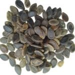 Tinda Round Gourd/Apple Gourd Vegetable Seeds | High Germination & Yield - Image 4