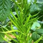 Gwar Phali/Cluster Beans F1 Hybrid Seeds | High Germination | Terrace Gardening Seeds - Image 4