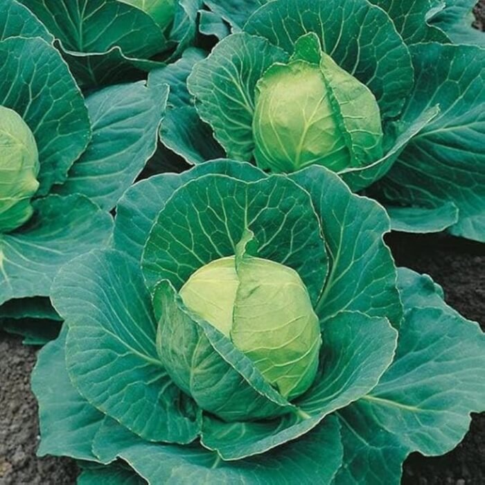 Cabbage (Hari Patta Gobhi) F1 Hybrid Seeds | High Germination | Terrace Gardening - Image 4