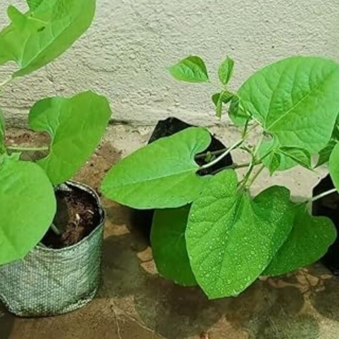 Sem Phali/Lima Beans F1 Hybrid Seeds | High Yield & Germination Seeds | Home Gardening - Image 6