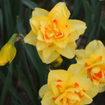 Daffodil Tahiti Flower Bulbs(Imported) - Image 2