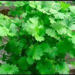 Coriander (Dhaniya) F1 Hybrid Seeds | High Germination & Yield Seeds | Home Gardening - Image 6