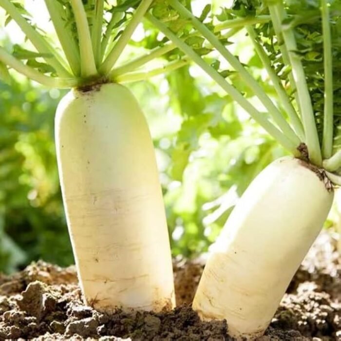 Radish (Mooli) White Long F1 Hybrid Vegetable Seeds - Image 3