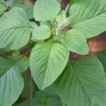 Green Amaranth Chaulai (Hari Bhaji) Vegetable Seeds - Image 4