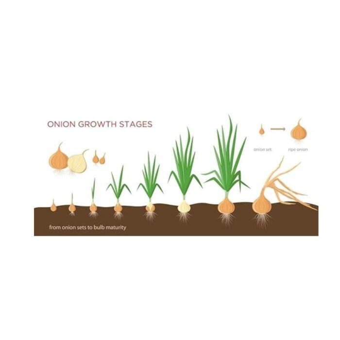 Spring Cut Bunching Onion (Hari Pyaj) Seeds | High Germination | Terrace Gardening Seeds - Image 6