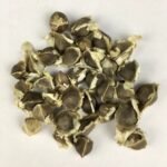 Moringa Drumstick (sahajan) Vegetable Seeds - Image 4