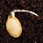 F1 Hybrid Pumpkin Vegetable Seeds | High Yield Kaddu Seeds - Image 5