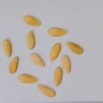 Round Musk Melon F1 Hybrid Seeds With Greenish Stripes | High Germination Rate - Image 5