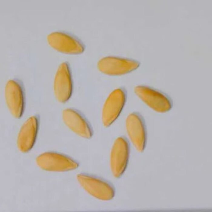Round Musk Melon F1 Hybrid Seeds With Greenish Stripes | High Germination Rate - Image 5