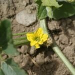 Watermelon (Tarbooj) Round Black F1 Hybrid Seeds - Image 5