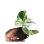 Money Plant / Pothos (Sapling) - Image 4