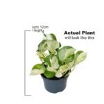 Money Plant / Pothos Combo of 6 - Image 2